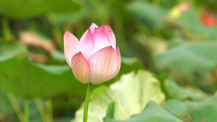 pg麻将胡了-(官方版)中国网站